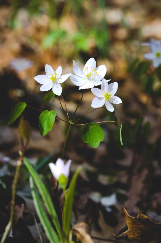Hvid anemone - stort billede