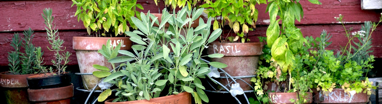 Farveflora havens liv og planter