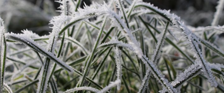 Gør haven klar til vinter