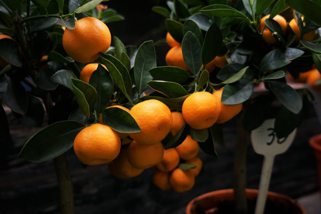 Orangeriets planter