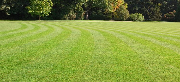 Gødning græsplæne hvornår? - Farveflora