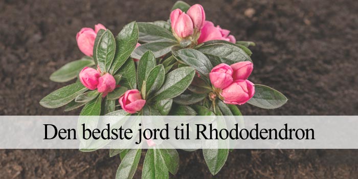 bedste rhododendron spagnum